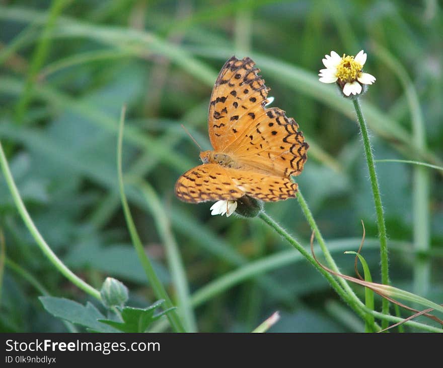 Butterfly, Moths And Butterflies, Insect, Brush Footed Butterfly