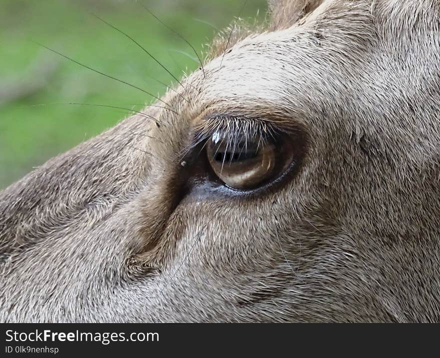 Fauna, Wildlife, Eye, Snout