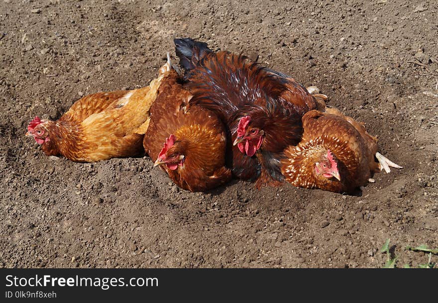 Chicken, Galliformes, Rooster, Fowl