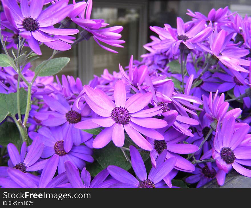 Flower, Blue, Purple, Plant