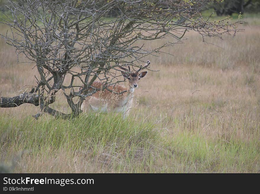 Wildlife, Ecosystem, Mammal, Fauna