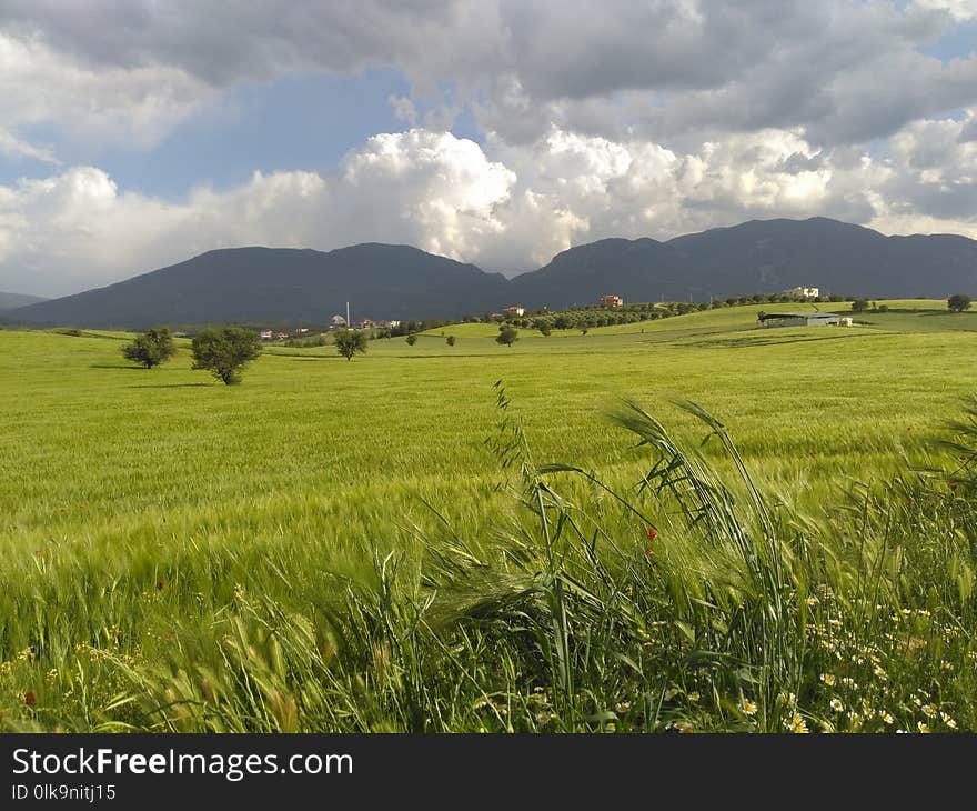 Grassland, Plain, Pasture, Field