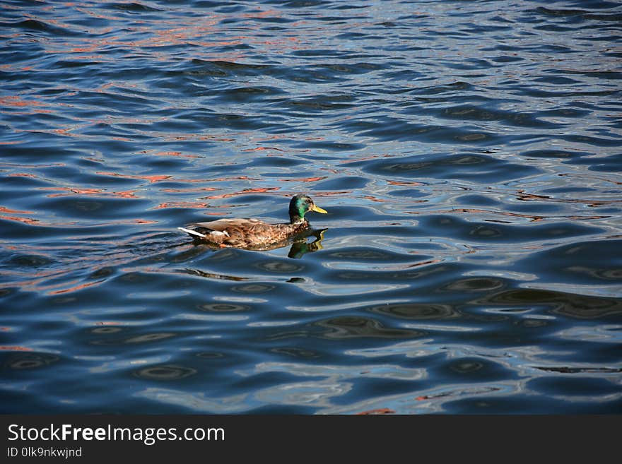 Water, Bird, Duck, Fauna