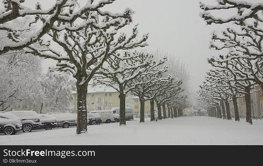 Snow, Winter, Frost, Freezing