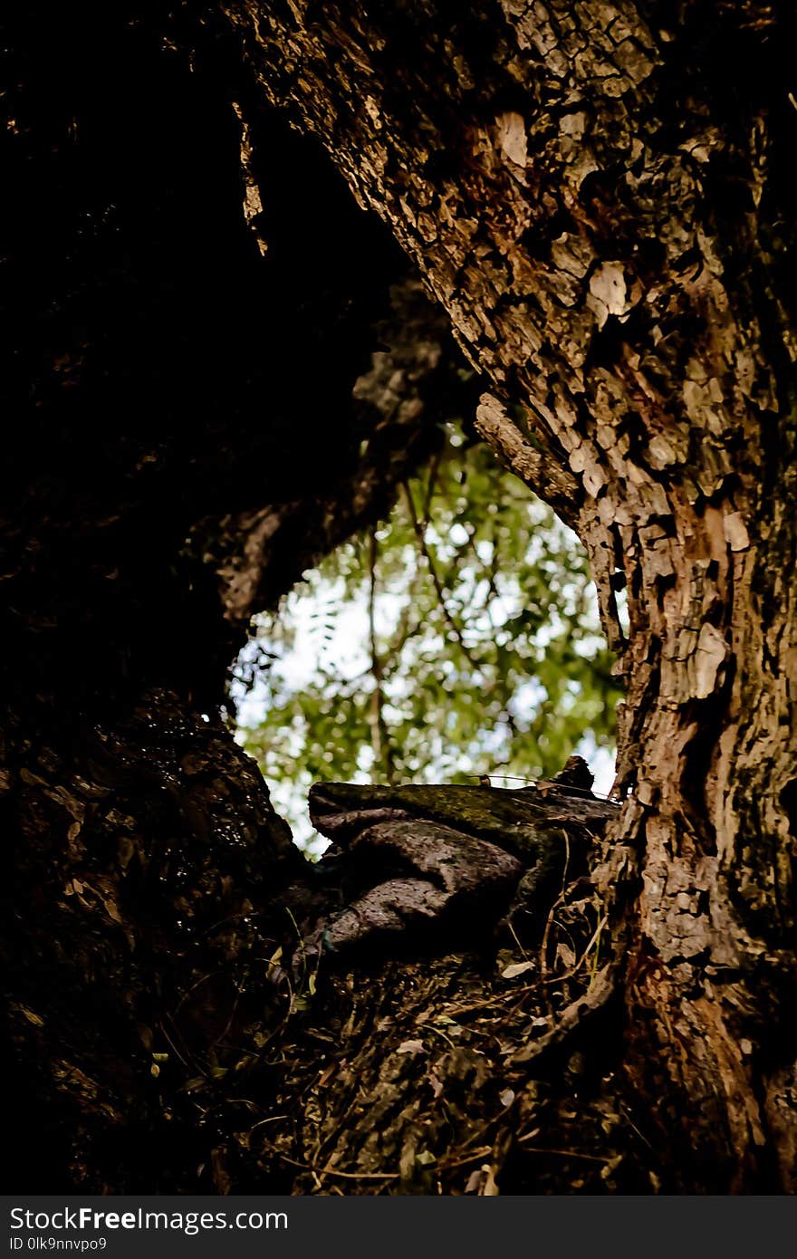 Tree, Nature, Woody Plant, Leaf