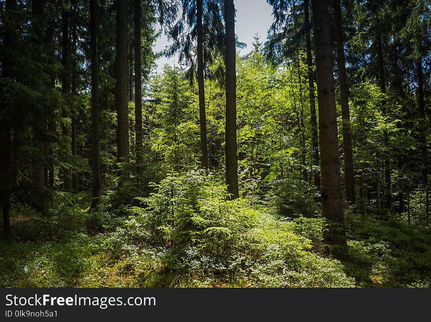 Vegetation, Spruce Fir Forest, Ecosystem, Forest