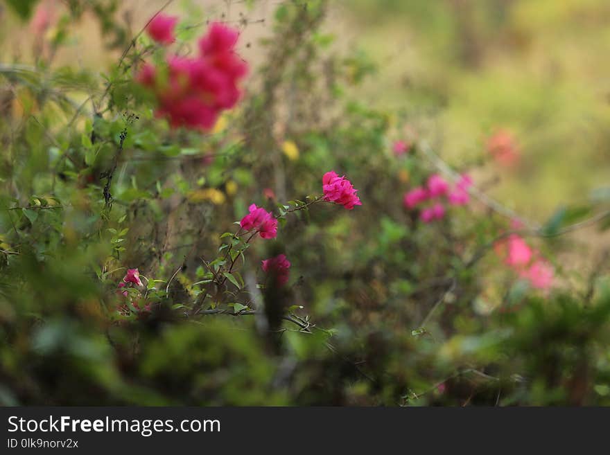 Flora, Flower, Vegetation, Plant