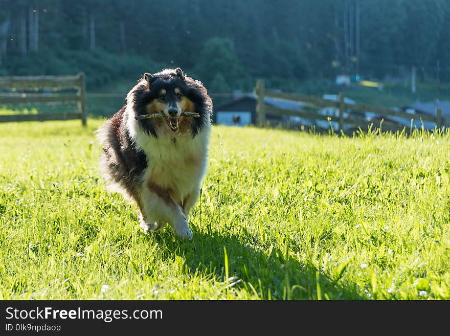 Dog Breed, Grass, Dog, Dog Breed Group