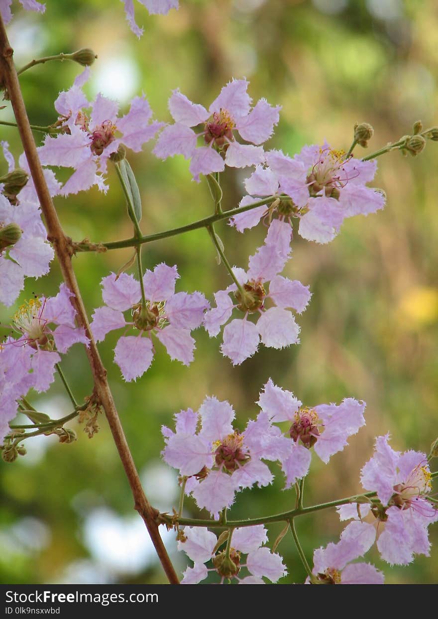 Flower, Plant, Spring, Flora