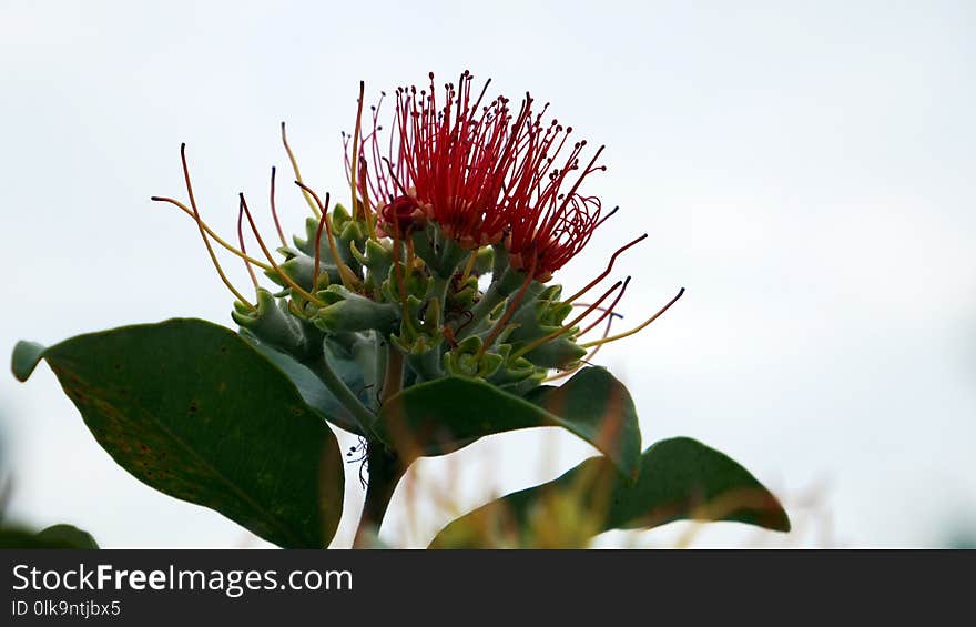 Plant, Flower, Flora, Flowering Plant