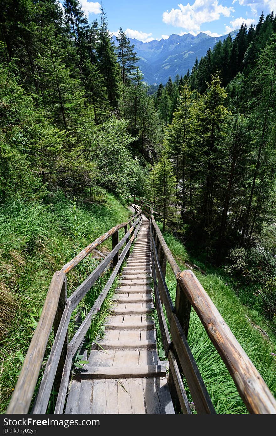 Path, Nature, Wilderness, Nature Reserve