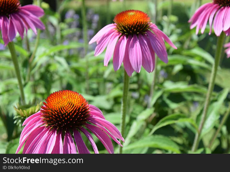 Flower, Coneflower, Plant, Purple