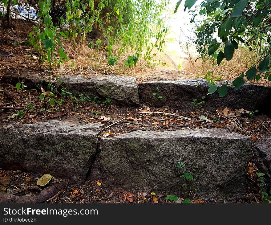 Vegetation, Plant, Leaf, Soil