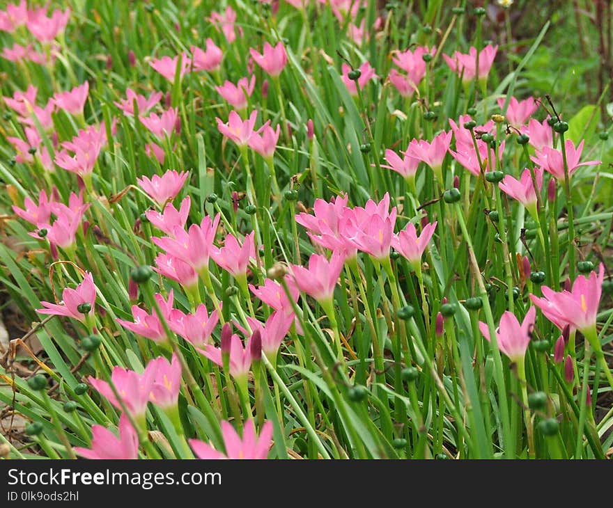 Flower, Plant, Flowering Plant, Flora