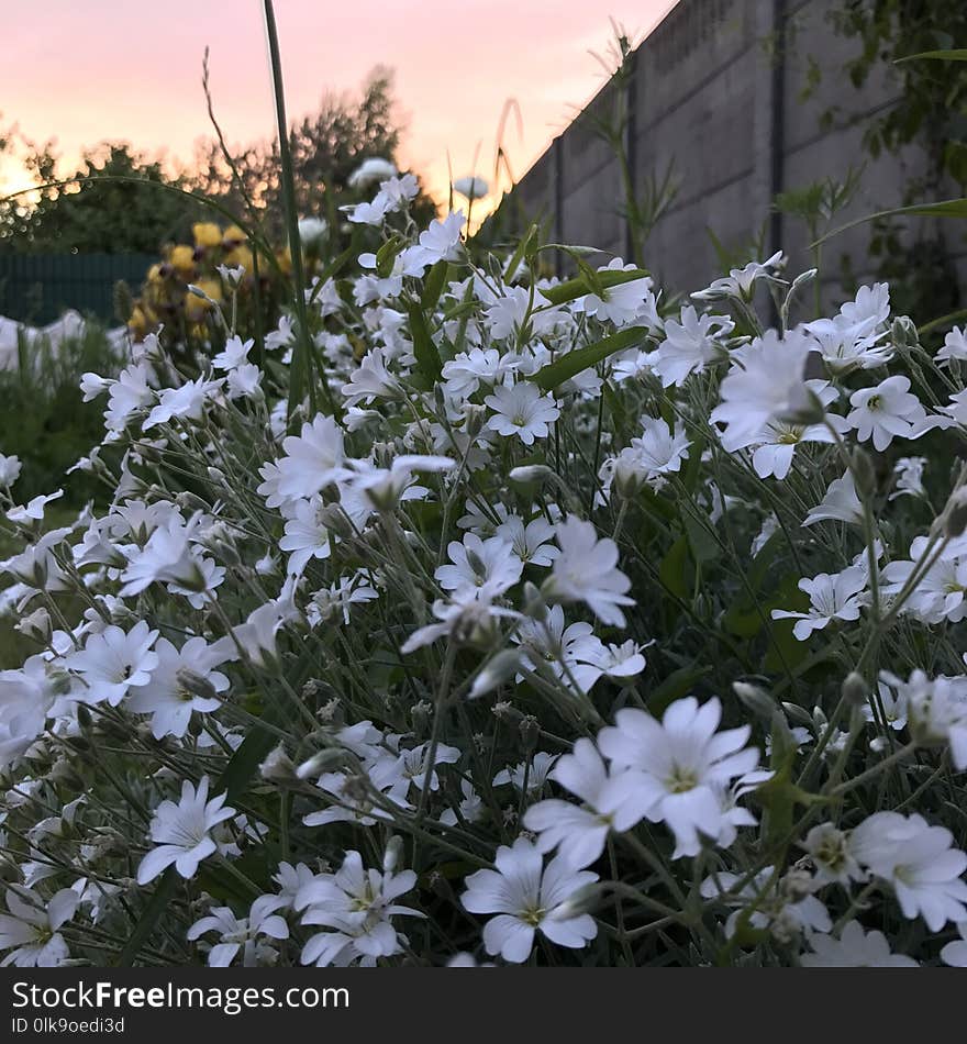 Plant, Flower, Flora, Flowering Plant