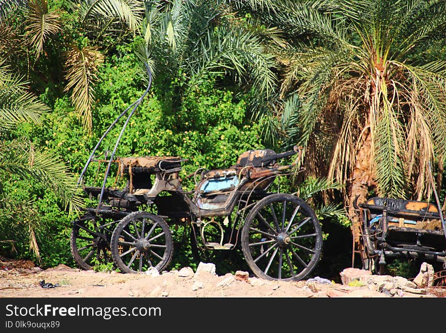 Plant, Arecales, Tree, Palm Tree