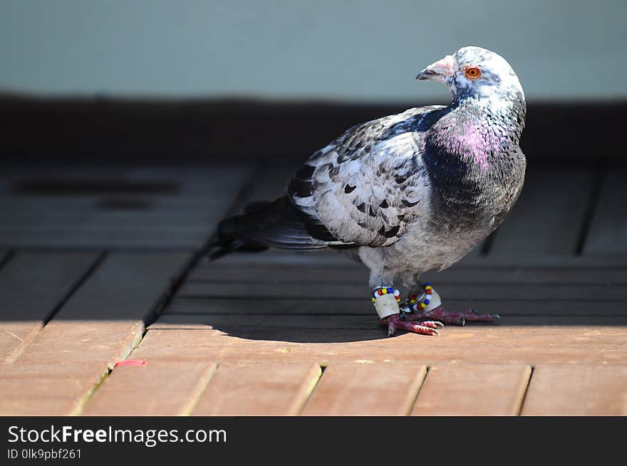 Pigeons And Doves, Beak, Bird, Fauna