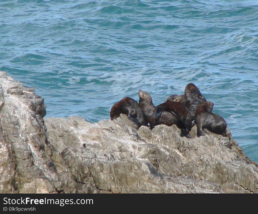 Fauna, Sea, Coast, Rock