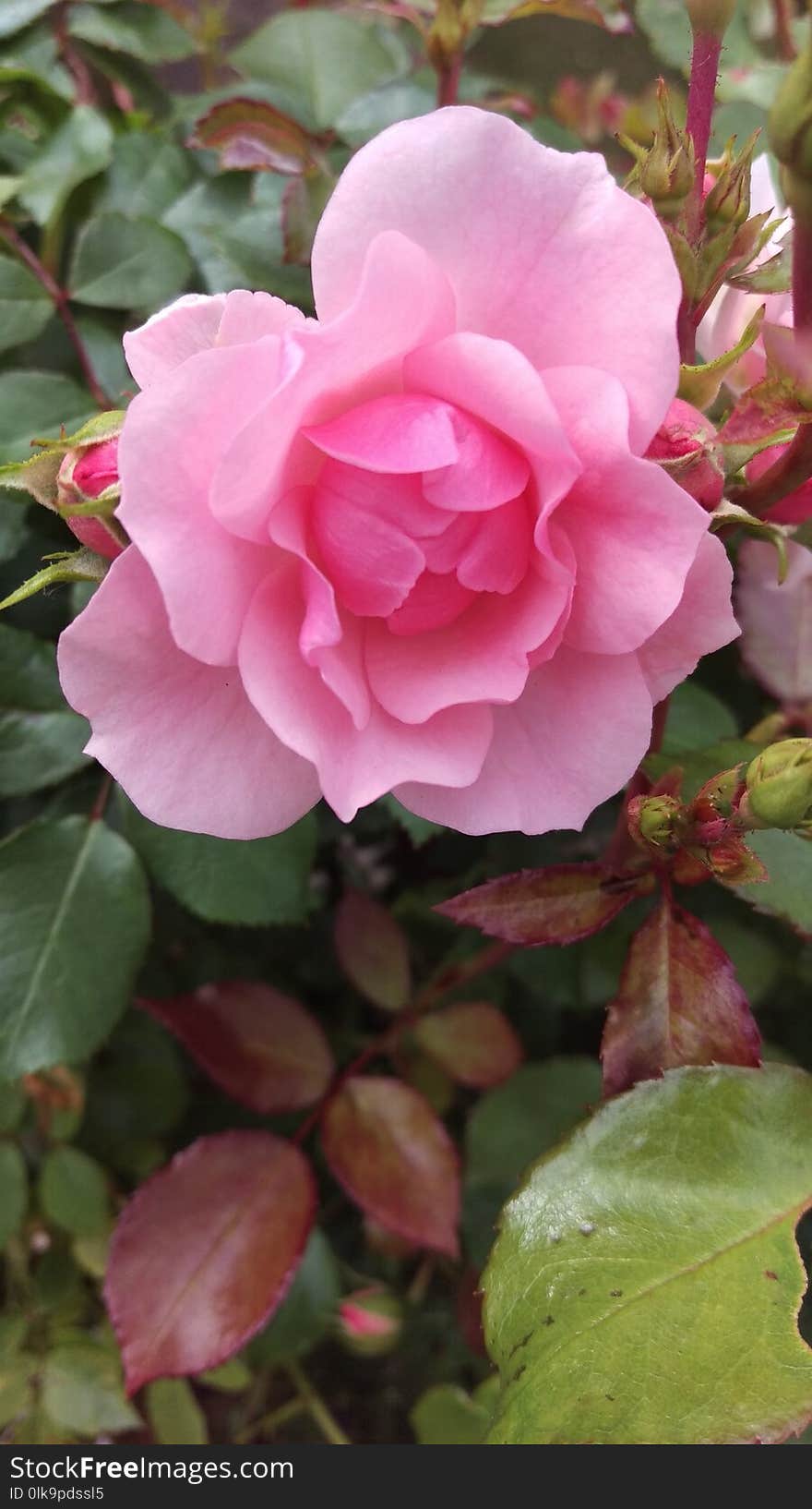 Flower, Plant, Pink, Rose Family