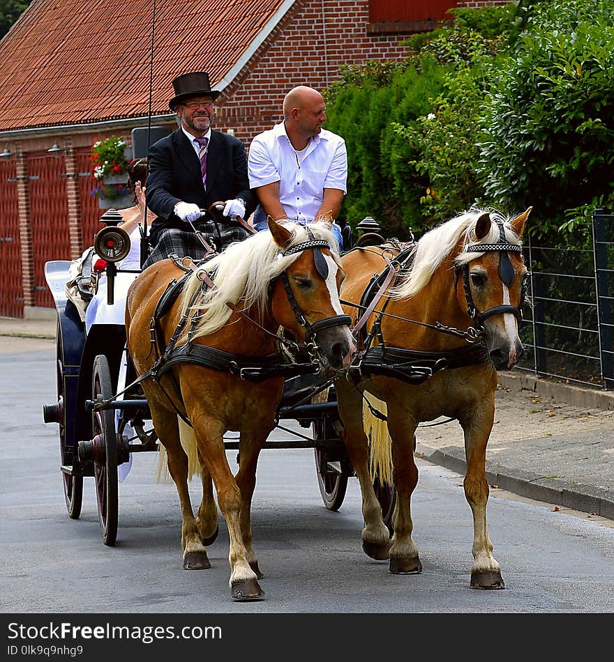 Horse Harness, Carriage, Horse, Horse And Buggy