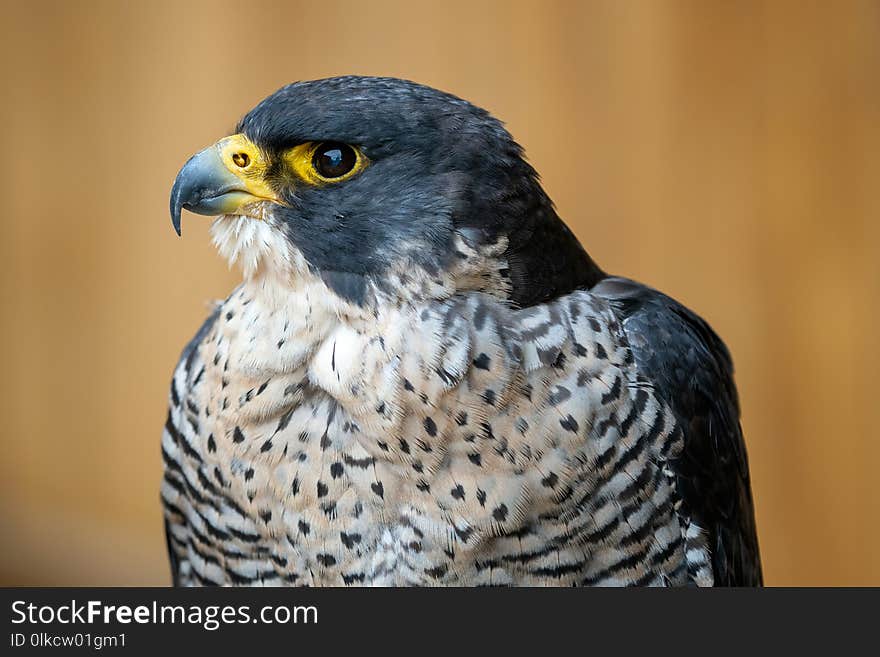 The peregrine falcon Falco peregrinus bird of prey portrait.