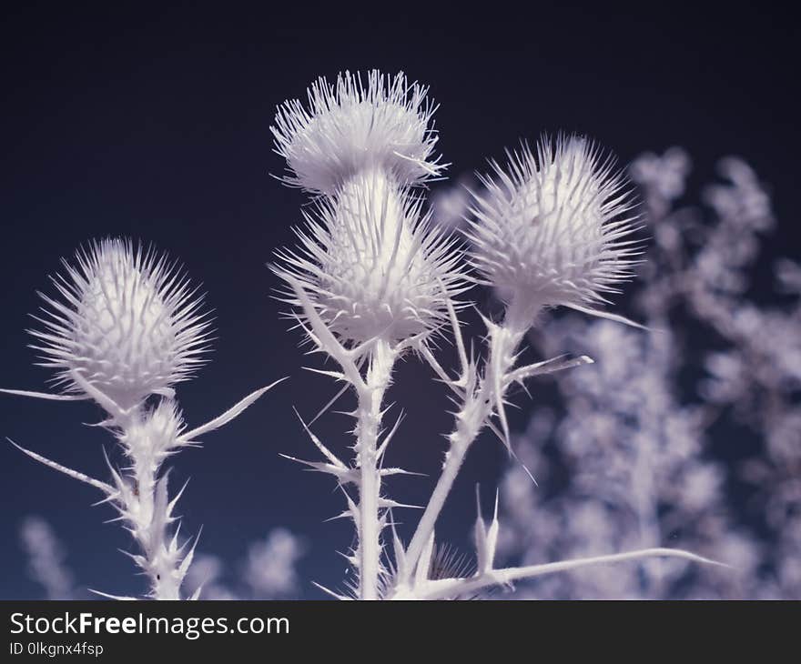 Infrared photography - ir photo of a flower