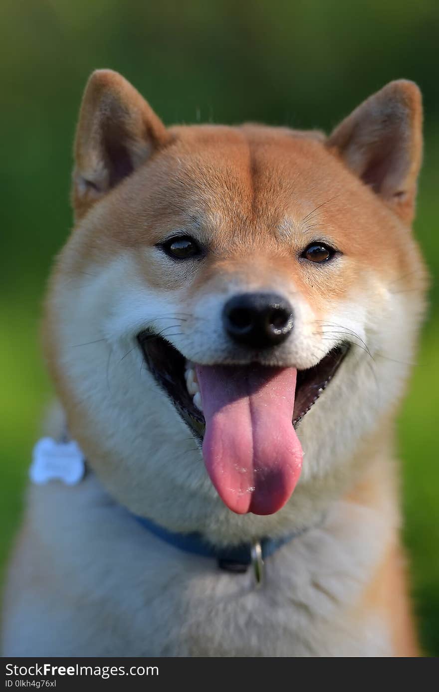 A portrait of the head of the Japanese dog shiba inu