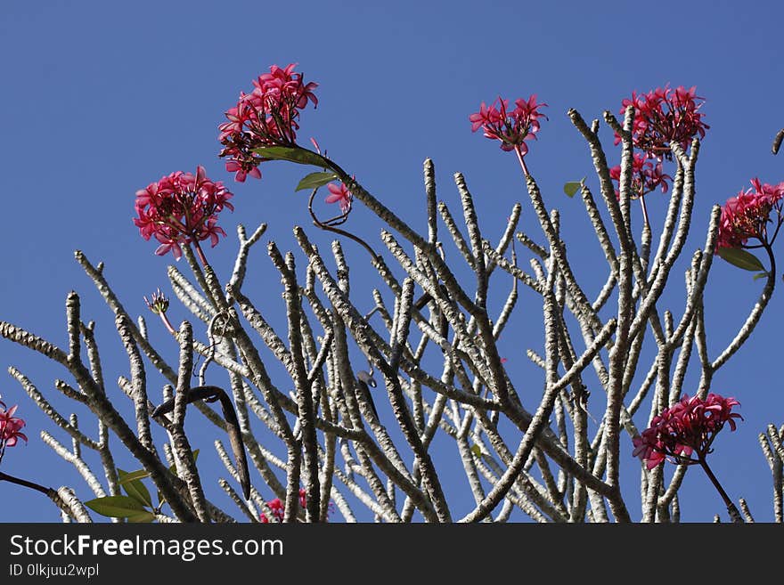 Plant, Flora, Sky, Vegetation