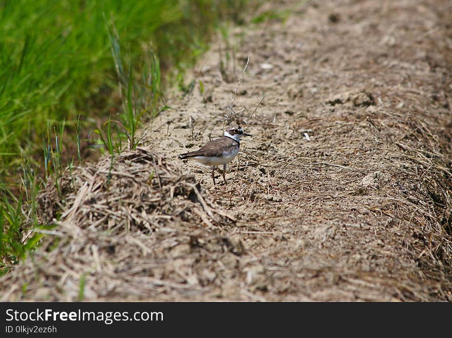 Bird, Fauna, Ecosystem, Beak