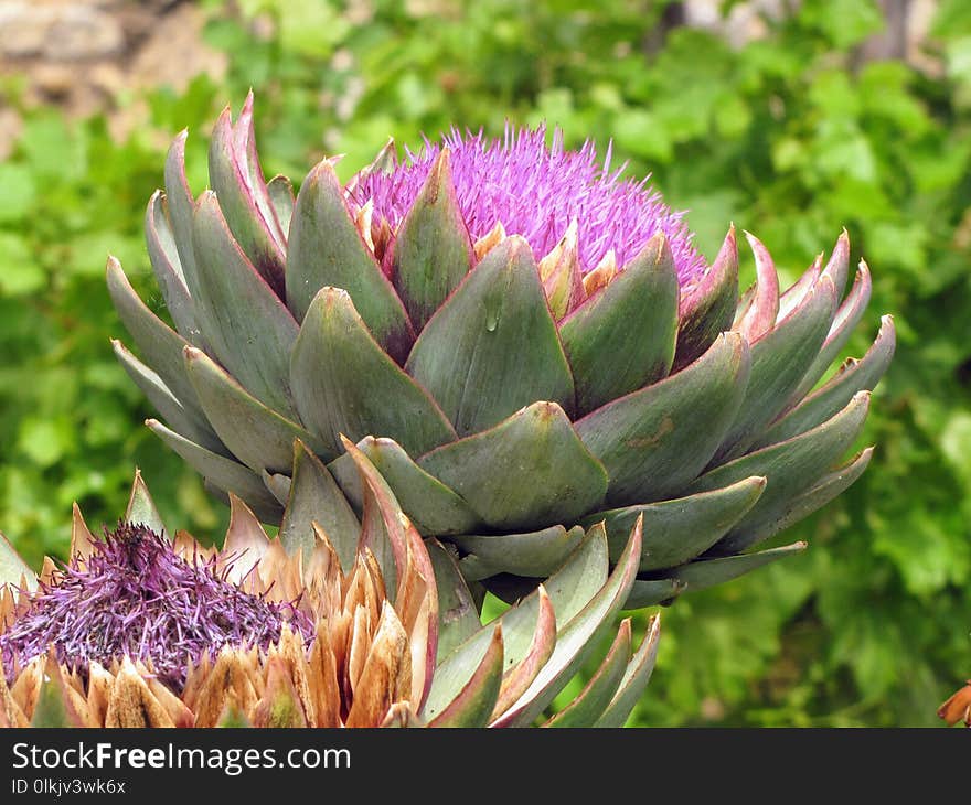 Plant, Cynara, Artichoke Thistle, Thistle