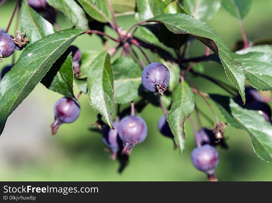 Plant, Berry, Huckleberry, Flora