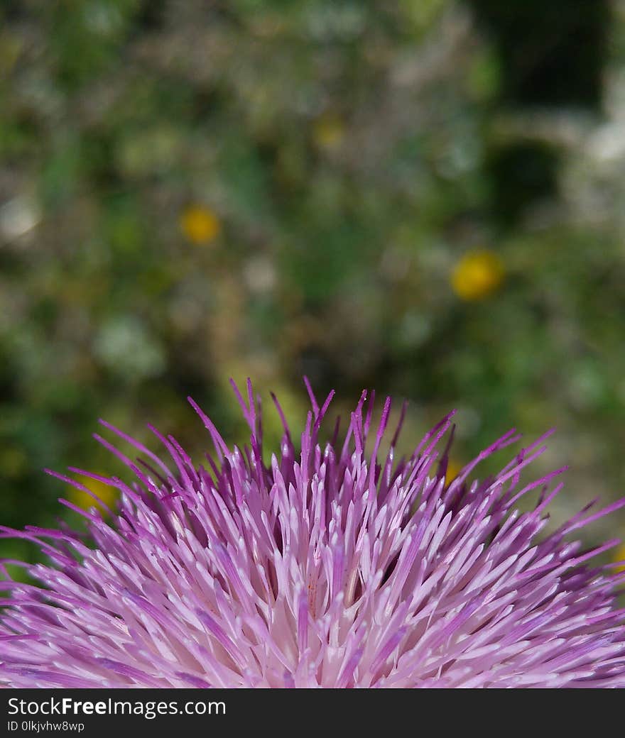 Purple, Thistle, Noxious Weed, Silybum