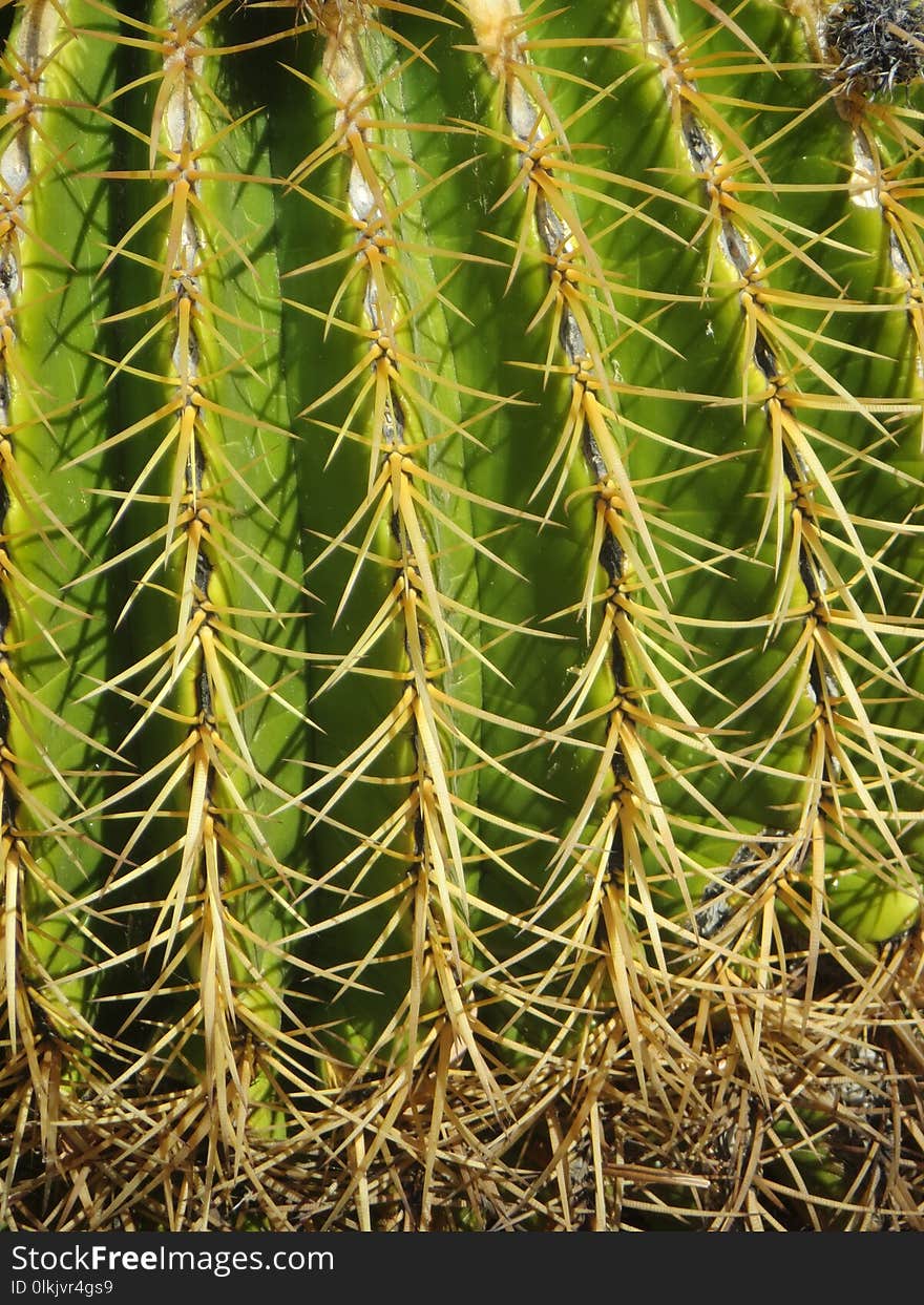 Plant, Cactus, Vegetation, Thorns Spines And Prickles