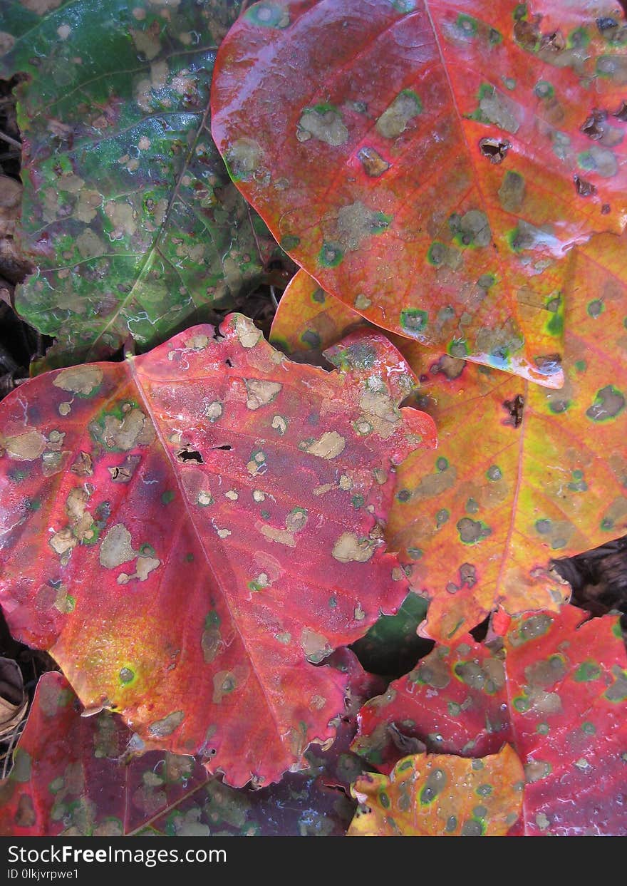 Leaf, Autumn, Painting, Plant