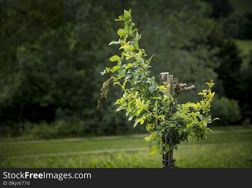 Tree, Plant, Leaf, Flora