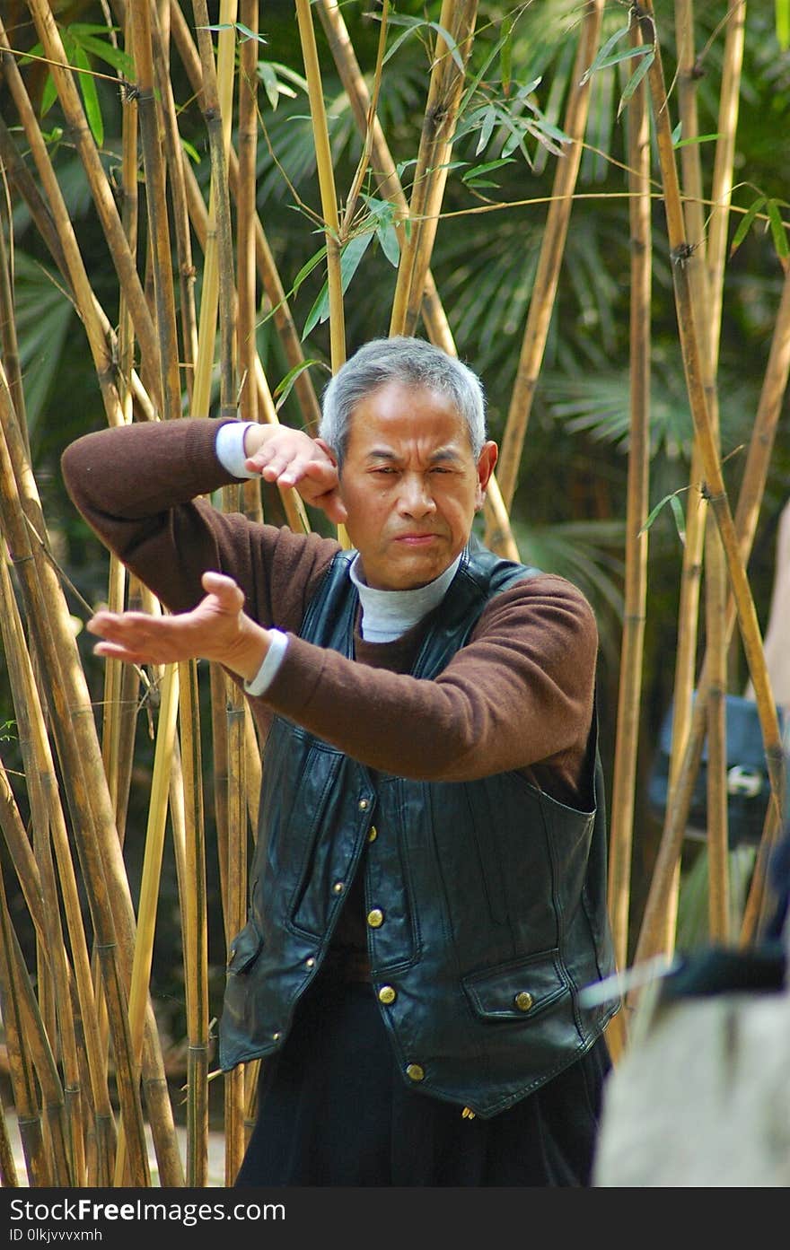 Tree, Plant, Bamboo, Grass