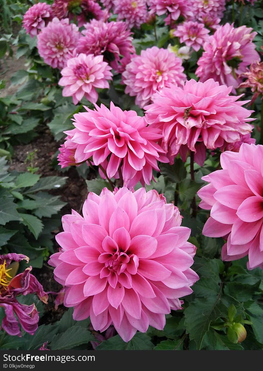 Flower, Plant, Flowering Plant, Dahlia