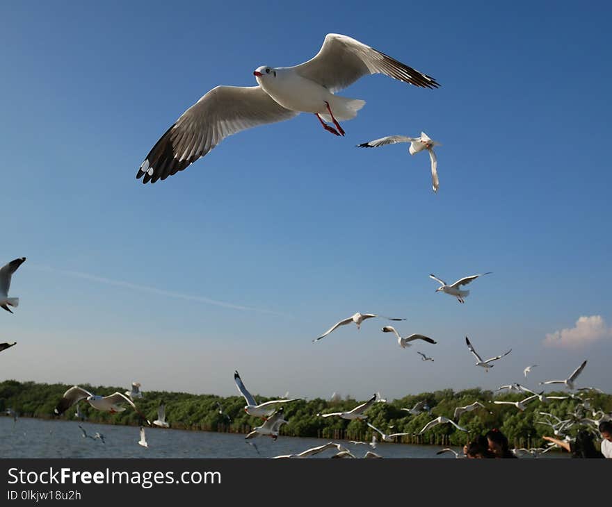 Bird, Seabird, Sky, Gull