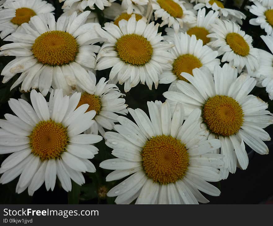 Flower, Oxeye Daisy, Daisy, Daisy Family