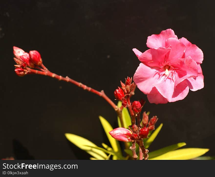 Flower, Flowering Plant, Plant, Flora