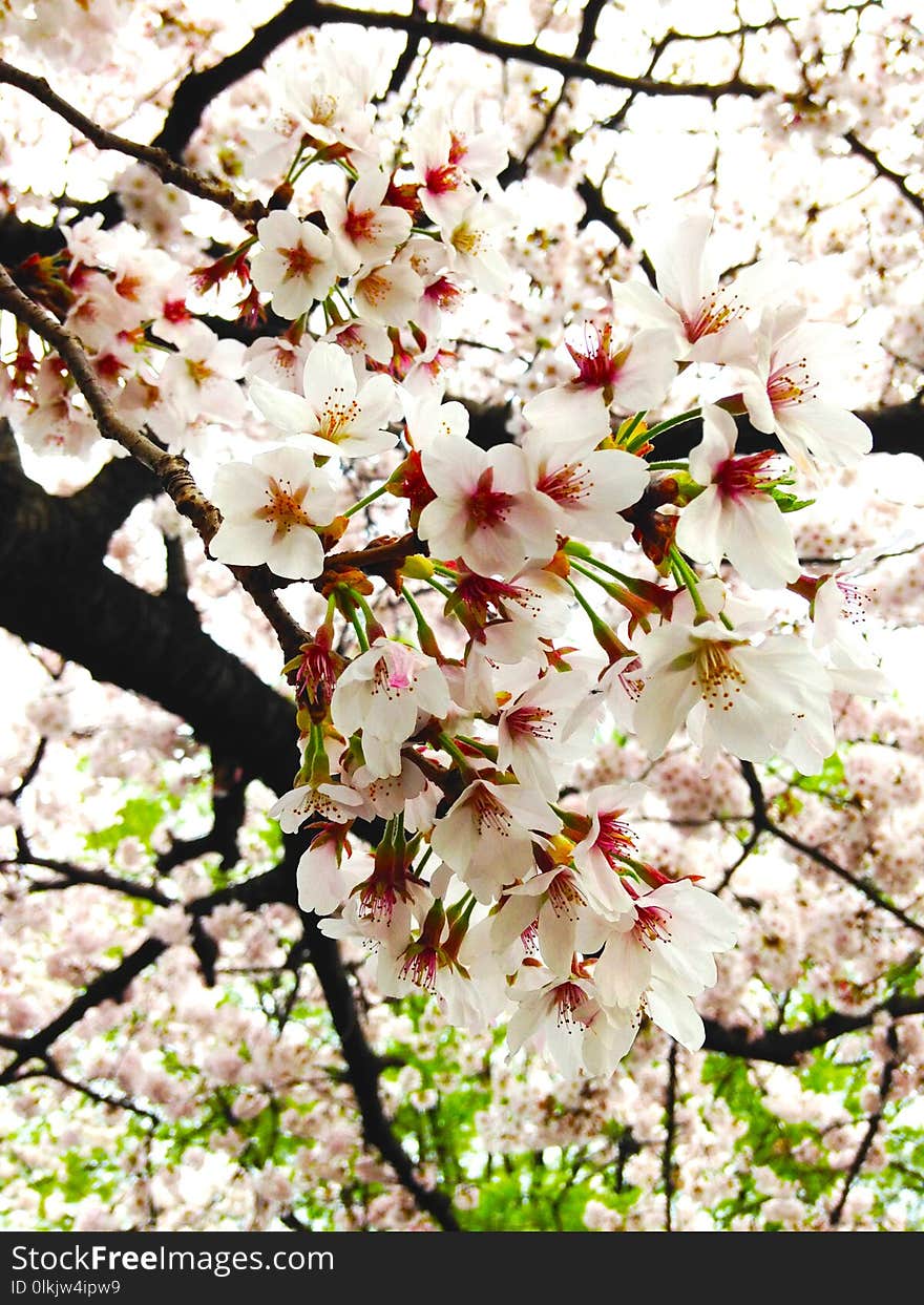 Flower, Blossom, Pink, Spring