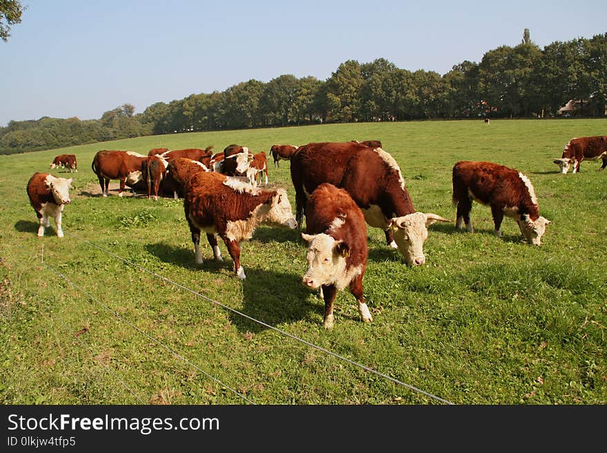 Grassland, Cattle Like Mammal, Pasture, Grazing