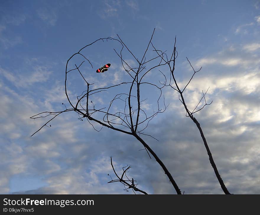 Sky, Branch, Cloud, Tree