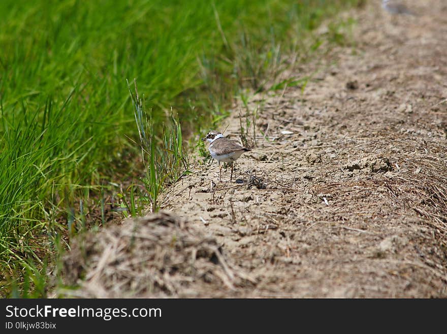 Grass, Fauna, Grass Family, Soil