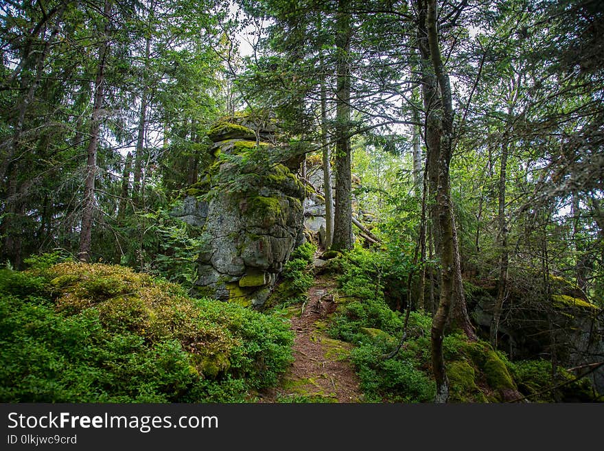 Forest, Vegetation, Ecosystem, Old Growth Forest