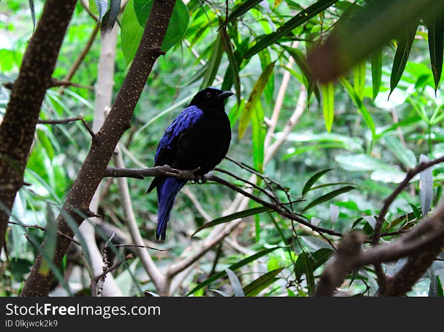 Bird, Fauna, Ecosystem, Beak