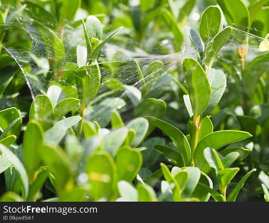 Green, Plant, Vegetation, Leaf