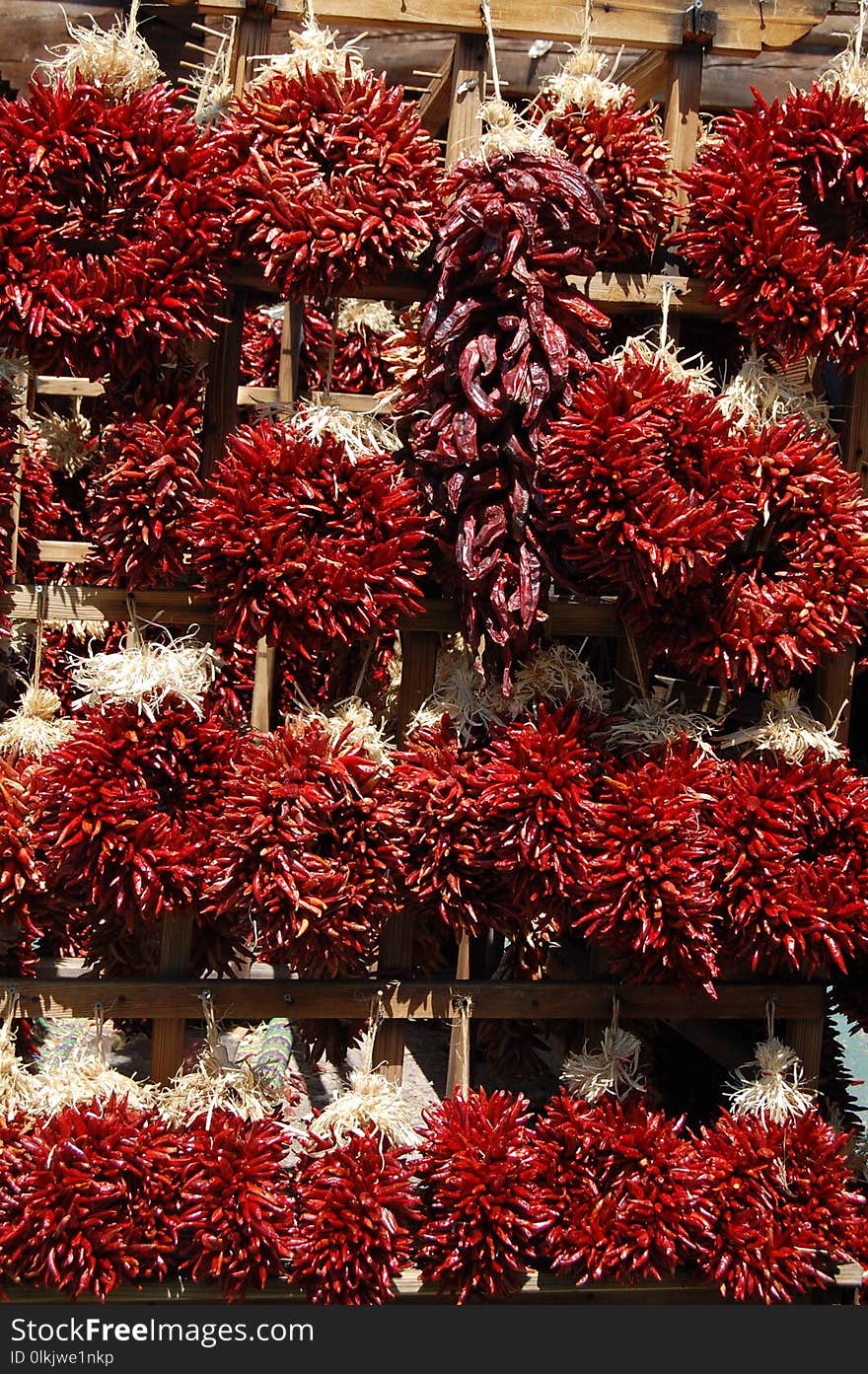 Red, Plant, Tree, Flora