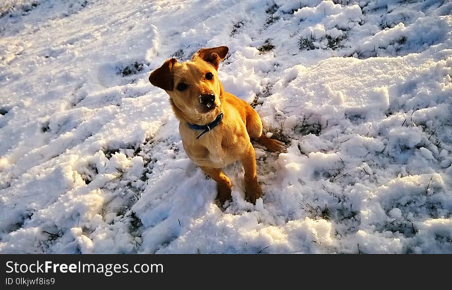 Snow, Dog, Dog Breed, Winter