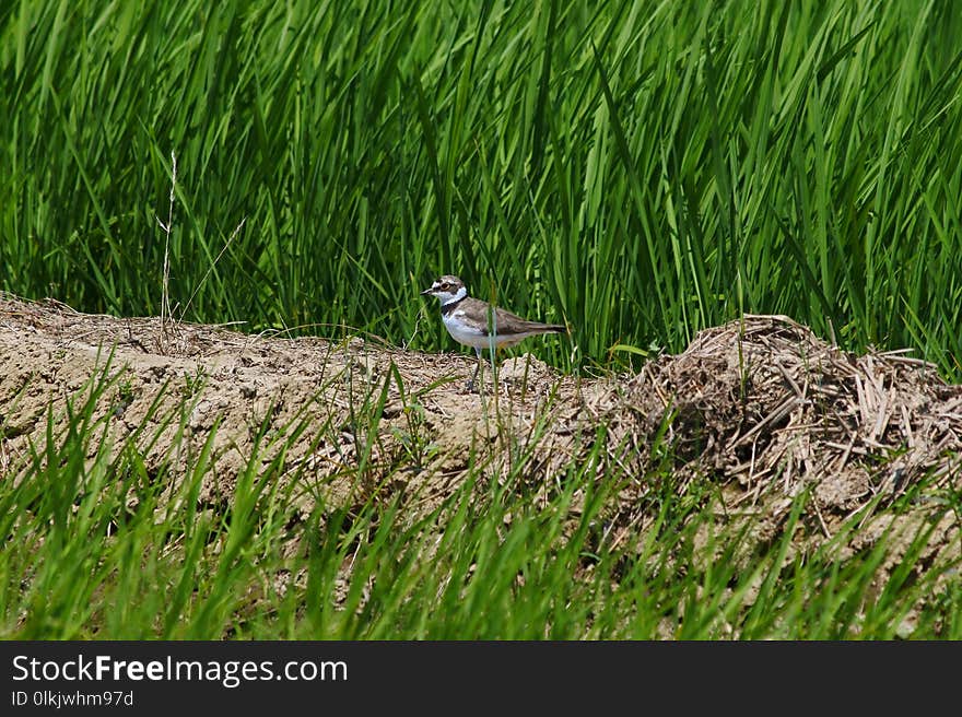 Bird, Ecosystem, Fauna, Grass